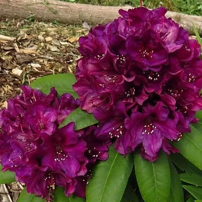 Рододендрон ПОЛАРНАХТ в Набережных Челнах