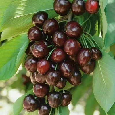 Черешня РЕВНА  Черешня РЕВНА в Набережных Челнах