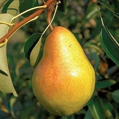 Груша ВЕЛЕСА в Набережных Челнах