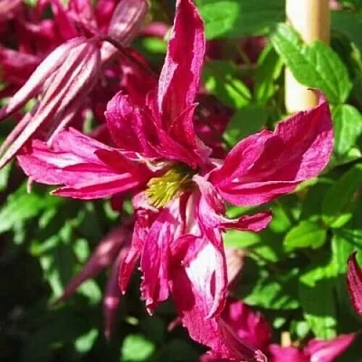 Клематис РОЗАЛИН в Набережных Челнах