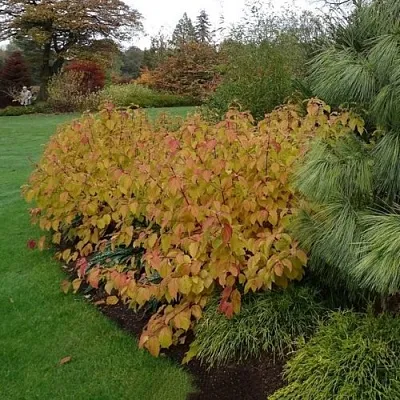 Дерен  АННА ВИНТЕР ОРАНЖ кроваво-красный    Дерен  АННА ВИНТЕР ОРАНЖ кроваво-красный   в Набережных Челнах