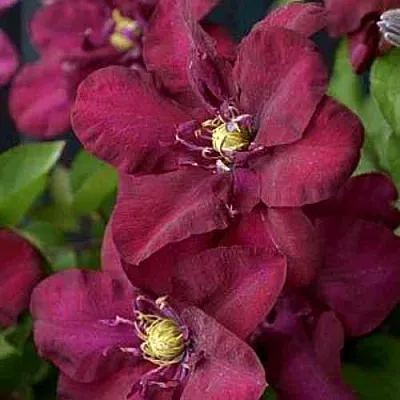 Клематис ЯН III СОБЕСКИ в Набережных Челнах