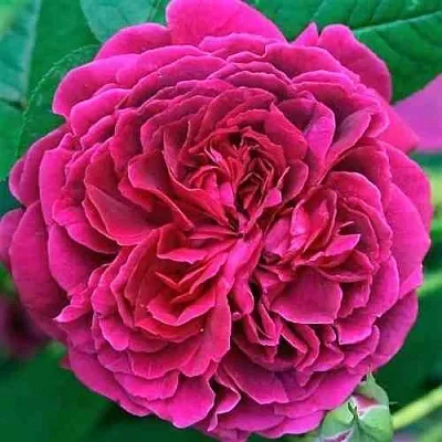 Саженцы роз ВИЛЬЯМ ШЕКСПИР английская  Саженцы роз ВИЛЬЯМ ШЕКСПИР английская в Набережных Челнах