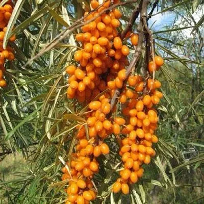 Облепиха НИВЕЛЕНА  Облепиха НИВЕЛЕНА в Набережных Челнах