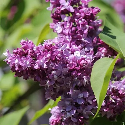 Сирень ИЗОБИЛИЕ в Набережных Челнах