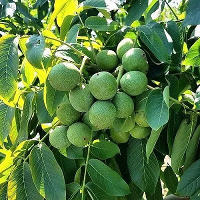 Грецкий орех  ИЗЯЩНЫЙ  Грецкий орех  ИЗЯЩНЫЙ в Набережных Челнах