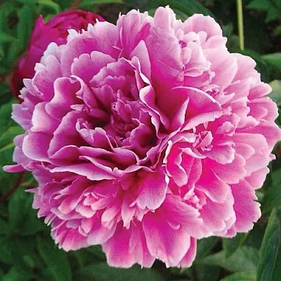 Пион ПУРПУРНАЯ ФЕЕРИЯ травянистый  Пион ПУРПУРНАЯ ФЕЕРИЯ травянистый в Набережных Челнах