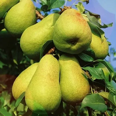 Груша НЕЖНОСТЬ колонновидная	  Груша НЕЖНОСТЬ колонновидная	 в Набережных Челнах