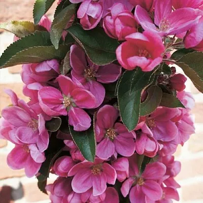 Яблоня ЗЕЛЁНЫЙ БУКЕТ декоративная в Набережных Челнах