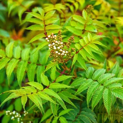 Рябинник  Рябинник в Набережных Челнах