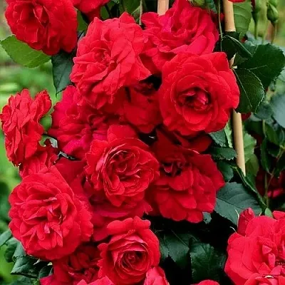 Саженцы роз АМАДЕУС плетистая  Саженцы роз АМАДЕУС плетистая в Набережных Челнах