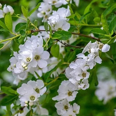 Экзохорда  Экзохорда в Набережных Челнах