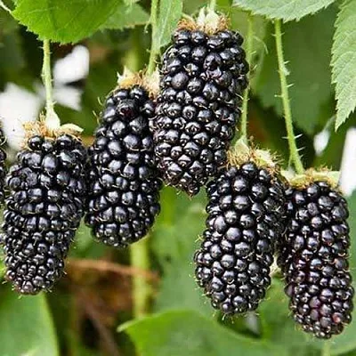 Ежевика КАРАКА БЛЭК в Набережных Челнах