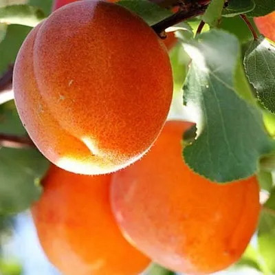 Абрикос  Абрикос в Набережных Челнах