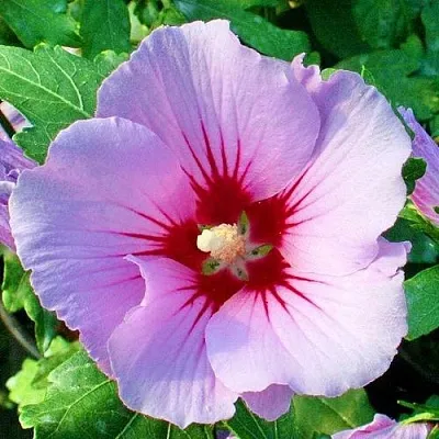 Гибискус ПИНК ФЛИРТ сирийский  Гибискус ПИНК ФЛИРТ сирийский в Набережных Челнах