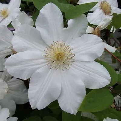 Клематис  Клематис в Набережных Челнах