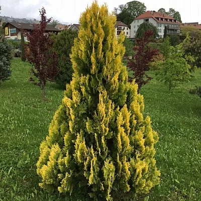 Туя ЕЛЛОУ РИББОН западная в Набережных Челнах