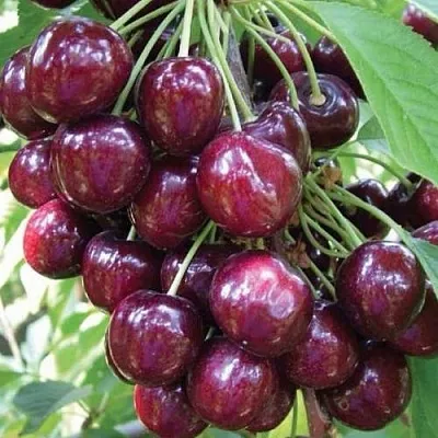 Черешня СЭМ колонновидная  Черешня СЭМ колонновидная в Набережных Челнах