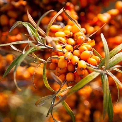 Облепиха ФИНСКАЯ  Облепиха ФИНСКАЯ в Набережных Челнах