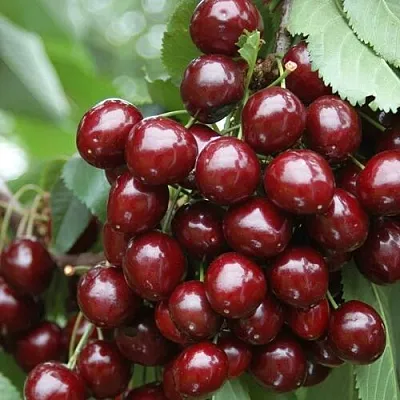 Черешня СИЛЬВИЯ колоновидная  Черешня СИЛЬВИЯ колоновидная в Набережных Челнах