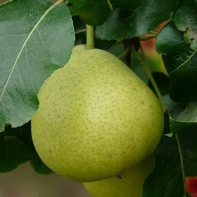 Груша САНРЕМО колонновидная  Груша САНРЕМО колонновидная в Набережных Челнах