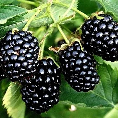 Ежевика ПРАЙМ АРК ТРЕВЕЛЕР ремонтантная в Набережных Челнах