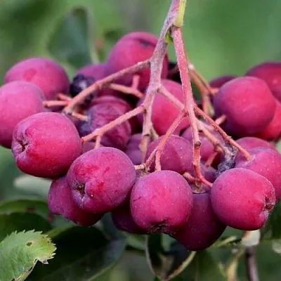 Рябина ДЕСЕРТНАЯ МИЧУРИНА сладкоплодная  Рябина ДЕСЕРТНАЯ МИЧУРИНА сладкоплодная в Набережных Челнах