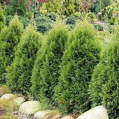 Туя СМАРАГД ВИТБОНТ западная в Набережных Челнах