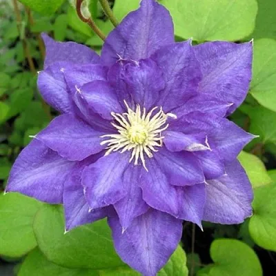 Клематис БЬЮТИ ОФ ВОЧЕСТЕР в Набережных Челнах