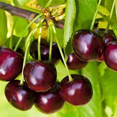 Черешня ИПУТЬ  Черешня ИПУТЬ в Набережных Челнах