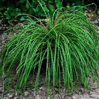 Туя ВИПКОРД складчатая в Набережных Челнах