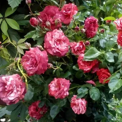 Саженцы роз БРАУНИ плетистая — описание сорта Саженцы роз БРАУНИ плетистая в Набережных Челнах