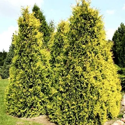 Туя САЛЛАНД западная в Набережных Челнах