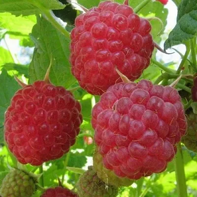 Малина НОВОСТЬ КУЗЬМИНА   Малина НОВОСТЬ КУЗЬМИНА  в Набережных Челнах