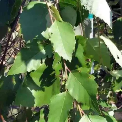 Береза САММЕР КАСКАД черная в Набережных Челнах