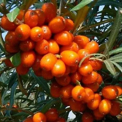 Облепиха ПЛАМЕННАЯ  Облепиха ПЛАМЕННАЯ в Набережных Челнах