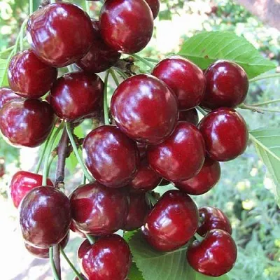 Черешня ОДРИНКА  Черешня ОДРИНКА в Набережных Челнах