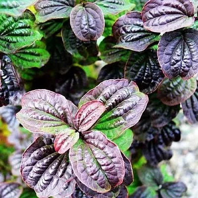 дерен КОМПРЕССА кроваво-красный  дерен КОМПРЕССА кроваво-красный в Набережных Челнах