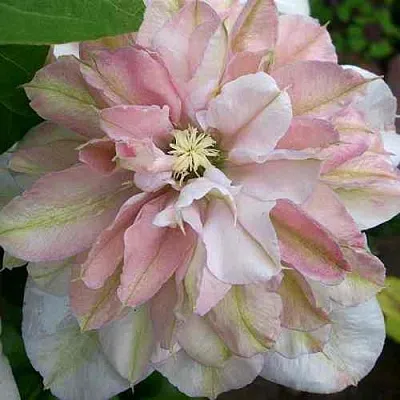 Клематис ИННОСЕНТ БЛАШ в Набережных Челнах