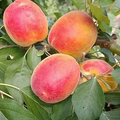 Абрикос ОСОБЕННЫЙ ДЕНИСЮКА  Абрикос ОСОБЕННЫЙ ДЕНИСЮКА в Набережных Челнах