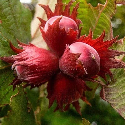 Фундук  Фундук в Набережных Челнах