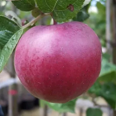 Яблоня НОРИС  Яблоня НОРИС в Набережных Челнах