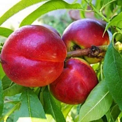 Нектарин  Нектарин в Набережных Челнах