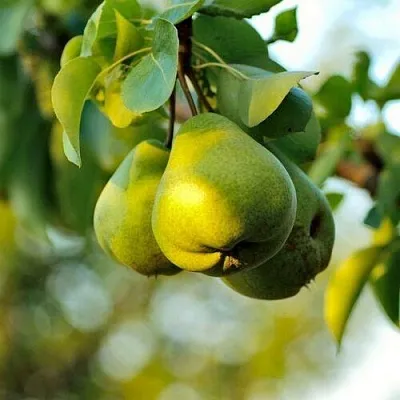 Груша СТОЛИЧНАЯ колонновидная  Груша СТОЛИЧНАЯ колонновидная в Набережных Челнах