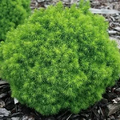 Ель АЛЬБЕРТА ГЛОБ сизая  Ель АЛЬБЕРТА ГЛОБ сизая в Набережных Челнах