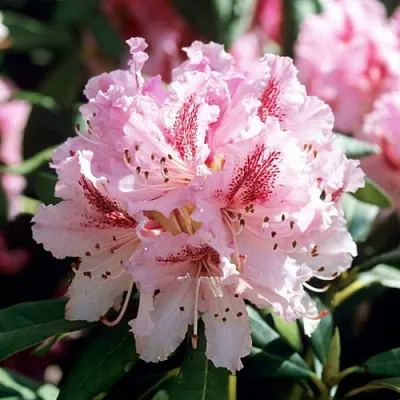 Рододендрон ЧИР в Набережных Челнах