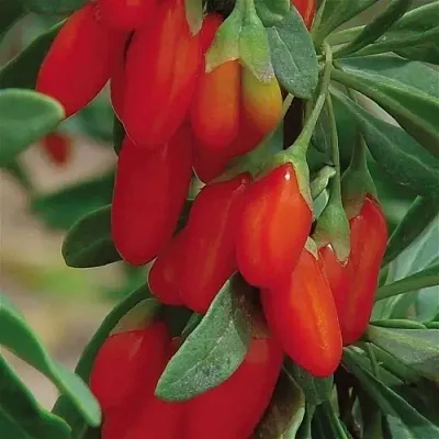 Годжи ВЯЧЕСЛАВ  Годжи ВЯЧЕСЛАВ в Набережных Челнах