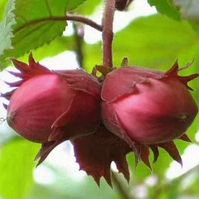 Фундук АЙВЕНГО  Фундук АЙВЕНГО в Набережных Челнах