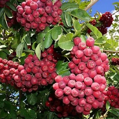 Рябина ГРАНАТНАЯ сладкоплодная  Рябина ГРАНАТНАЯ сладкоплодная в Набережных Челнах