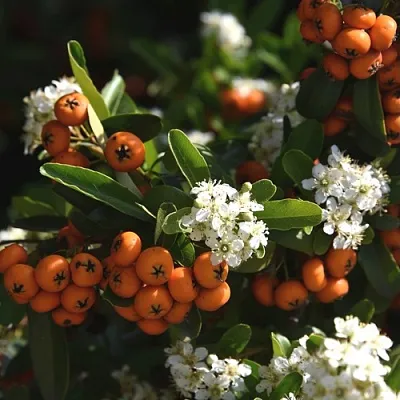 Пираканта  Пираканта в Набережных Челнах